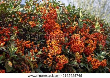 Pyracantha coccinea scarlet firethorn ornamental shrub, orange red group of fruits hanging on autumnal shrub Royalty-Free Stock Photo #2192425745