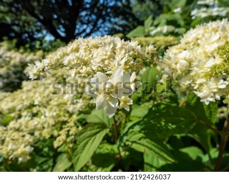 Close-up of the Smooth hydrangea (Hydrangea arborescens) 'Hayes Starburst' flowering with white to greeninsh-white flowers. Flowers heads comprise of many star-shaped, double flowers Royalty-Free Stock Photo #2192426037