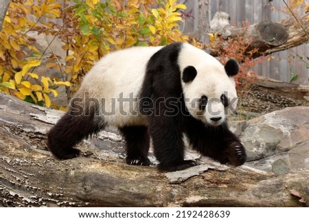 Giant Panda walking on wood Royalty-Free Stock Photo #2192428639