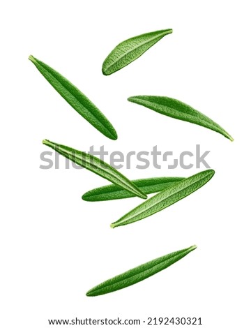 Falling Rosemary isolated on white background, clipping path, full depth of field