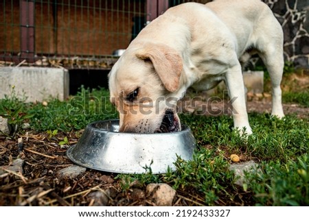 White labrador retriever eating out of a bowl on a sunny day outside