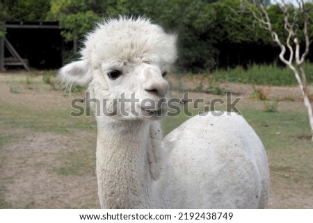A white sheared alpaca stands in a fence on a farm.  agritourism.  small farm