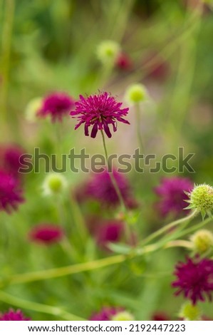 Purple flower close-up, Beemdkrona, Knautia Macedonian, perennial plant bush garden, selective focus