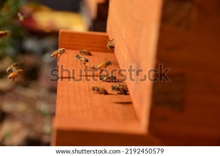 Honeybees coming back to hive with pollen.  Not all bees are in focus as only one bee with pollen was focus of picture.  Other bees are blurred or in background.  Bee has orange pollen.