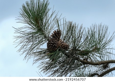 Pinecones On A Branch Against A Blue Sky