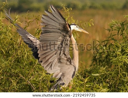 Great Blue Heron Pose at Lake Apopka Royalty-Free Stock Photo #2192459735
