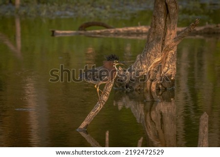 Green Heron fishing in the marsh at Huntley Meadows, VA