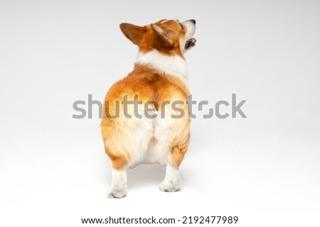 Funny clumsy Welsh corgi Pembroke or cardigan puppy stands and looks up on white background, view from the back. Furry cute buttocks of a pet looks like soft toy Royalty-Free Stock Photo #2192477989