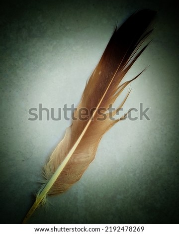 chicken feather texture looks so beautiful and natural
