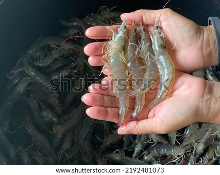Four colorful vanamii shrimps were lined up on both hands, and beneath them, there was a blurred background of shrimp in the background. Royalty-Free Stock Photo #2192481073