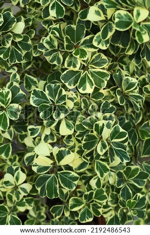 Close up image of Japanese Euonymous leaves, image for mobile phone screen, display, wallpaper, screensaver, lock screen and home screen or background 