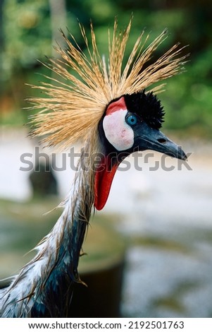 a big tropical bird in nature       