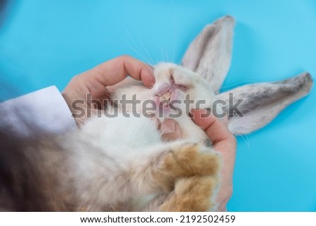 Patient rabbit ears bunny with hands of veterinary scrutiny oral health on table blue background. Hand of doctor open mouth sick white rabbit mammal bunny check up teeth in hospital.Animal health care Royalty-Free Stock Photo #2192502459