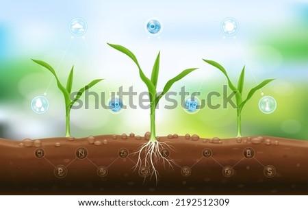 Seedling corn growing from fertile ground with underground roots and fertilizer close up and have technology icon about minerals. Agriculture concept. Use ad the agricultural industry. Vector EPS10. Royalty-Free Stock Photo #2192512309