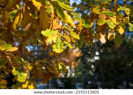 Yellow and orange oak leaves in the park in sunny weather on a blurred background.The warm rays of the autumn sun make their way through the multicolored lush foliage of oak.
