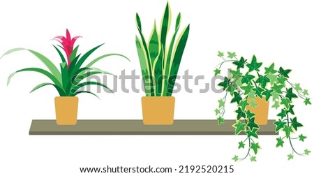 Decorative potted house plants. Guzmania, ivy, sansevieria Royalty-Free Stock Photo #2192520215