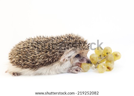 The hedgehog eats grapes