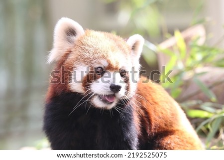 Cute and adorable Red panda picture