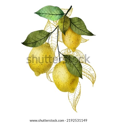 Composition with watercolor and linear lemons. Hand painted illustration
