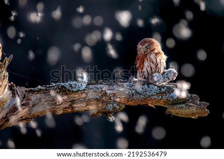 Eurasian pygmy owl (Glaucidium passerinum) sitting on a branch