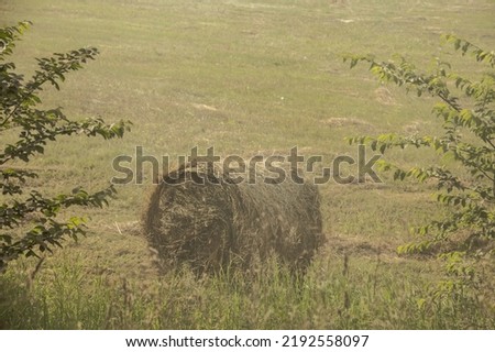 Grass and wheat rolls left in a field after harvesting grain crops. Harvesting straw and hay for feeding farm animals, cows, horses and sheep. Harvest season finished. Round bales of hay.
