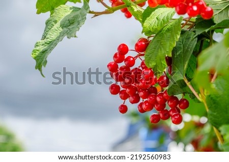 Bunch of viburnum red berries on the background of the blue sky. Symbol of Ukraine photo.