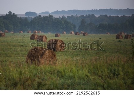 The straw bale rolls lie in a row on the stubble. Straw bales in a field dawn with morning fog