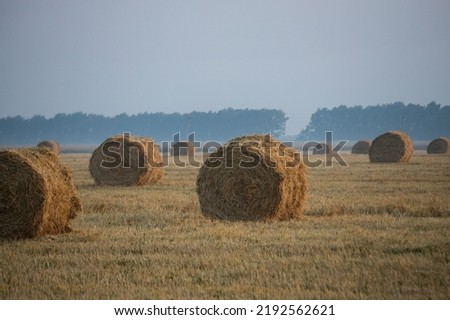 The straw bale rolls lie in a row on the stubble. Straw bales in a field dawn with morning fog
