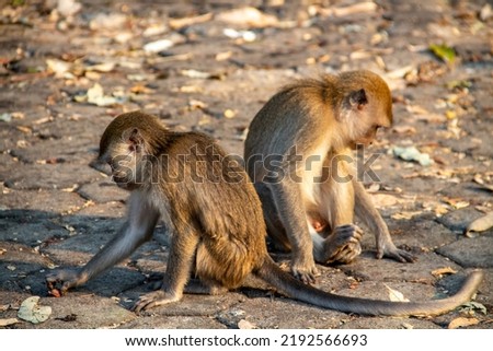A group of monkeys sitting on a paving road in a protected forest area in the city