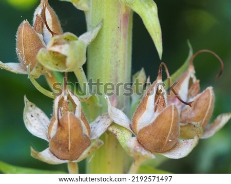 Seed capsules of the foxglove plant ripe and ready to disperse the seeds. Royalty-Free Stock Photo #2192571497