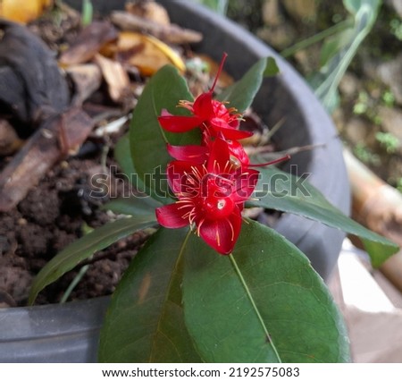 Ochna serrulata also known as flower is a species of flowering plant