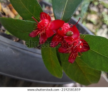 Ochna serrulata also known as flower is a species of flowering plant