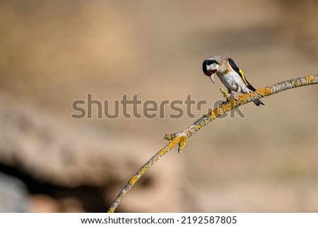 European goldfinch or cardinal perched on a twig.