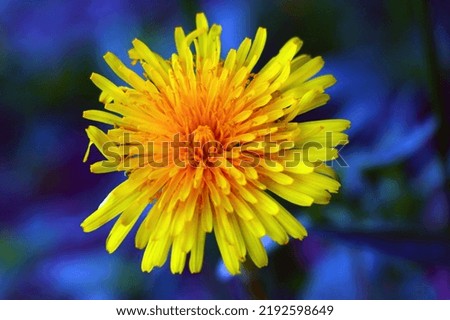 Close-up of a blooming yellow dandelion in a meadow in the spring, selective focus