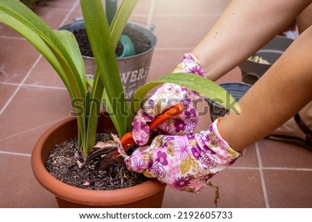 Hands of a young girl with funny gloves pruning an amaryllis. Royalty-Free Stock Photo #2192605733