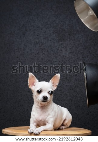 A small dog poses in the studio under lamps on a black background.