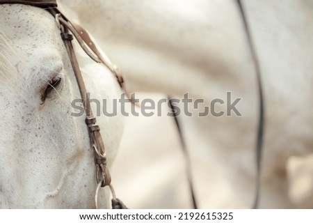 White Andalusian stallion horse on a natural green background. Close-up portrait of a horse in ammunition: bridle, saddle, saddle pad. Equestrian sport concept. Royalty-Free Stock Photo #2192615325