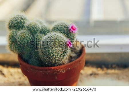 Collection of various succulents and plants in colored pots. Potted cactus and house plants against The stylish interior garden.
