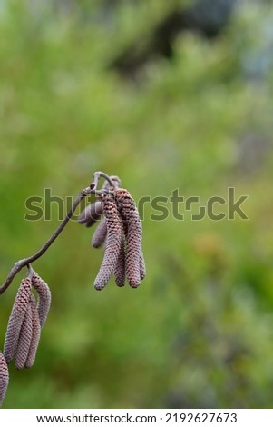Hazel Red Majestic branch with flowers and new leaves - Latin name - Corylus avellana Red Majestic Royalty-Free Stock Photo #2192627673