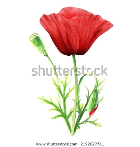Poppy flower watercolor illustration isolated on white
