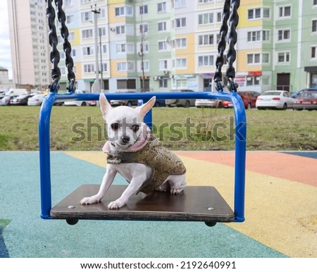A small white chihuahua dog in a warm jacket rides on a swing playing on the playground.