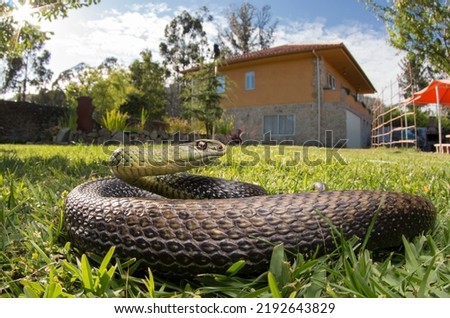 Large male bastard snake (Malpolon monspessulanus) in a rural environment, where it cohabits with humans, helping to control rodents. Royalty-Free Stock Photo #2192643829