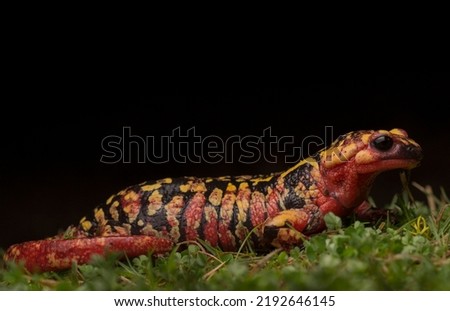 Colorful salamander (Salamandra salamandra) on a rainy autumn night, a real miniature dragon.