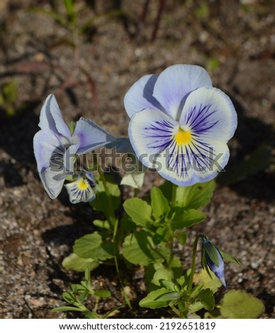 Pansy flowers in the garden at the country house 