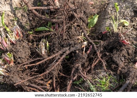 Uprooted weeds in the field, large weeds with large roots during weeding Royalty-Free Stock Photo #2192652745