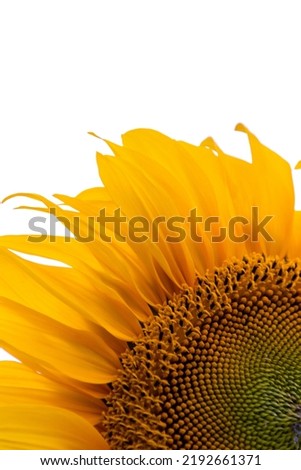 Sunflower parts with sky background