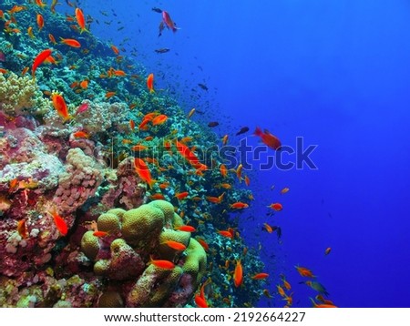 Colorful tropical reef with deep blue water. Marine life and vivid ocean, underwater photography from scuba diving. Travel photo from the sea, aquatic wildlife.