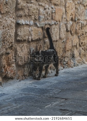 Black stray cat walking on the streets of old town Lindos, Greece. Rhodes Island's animals on the narrow lanes of the tourist attraction.