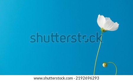  Delicate white flower on a blue background. Floral background, summer background. Banner Royalty-Free Stock Photo #2192696293