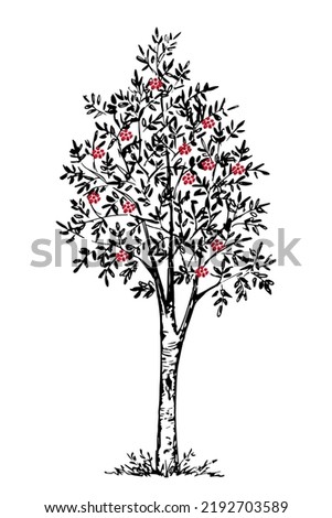 Vector drawing in engraving style. Rowan tree, red berries on the branches. Black and white ink sketch. Autumn nature, forest. Royalty-Free Stock Photo #2192703589
